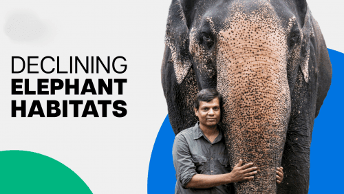 ‘Tamed Tuskers’ draws your attention towards shrinking elephant habitats