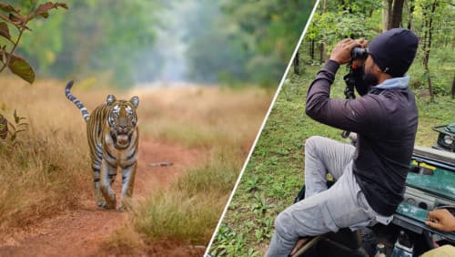 Capturing the Big Cats