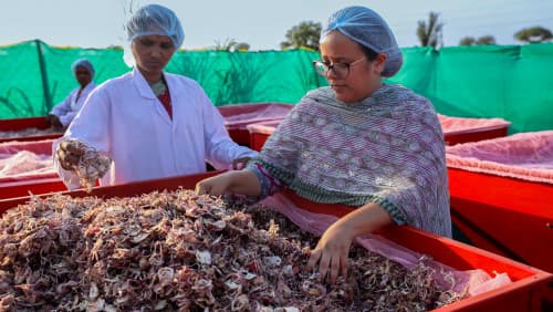 How to fight food waste with the power of the sun
