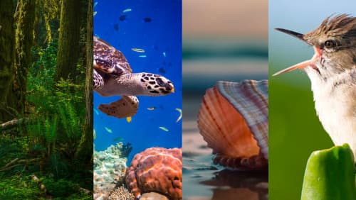 Environmental Triumphs Across Continents