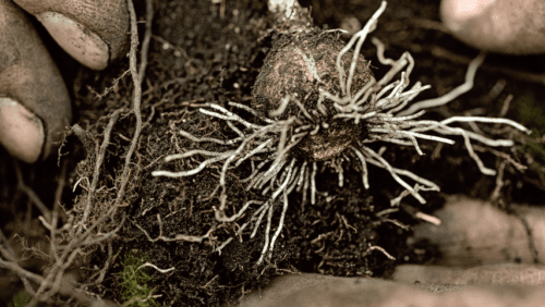 Cultivating A Cleaner Food Chain