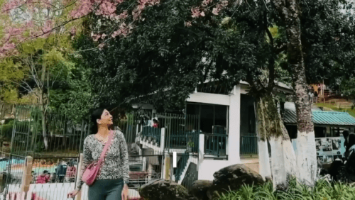A Symphony of Cherry Blossoms