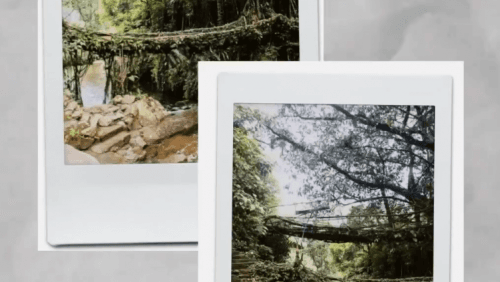 Preserving Meghalaya's Root Bridges