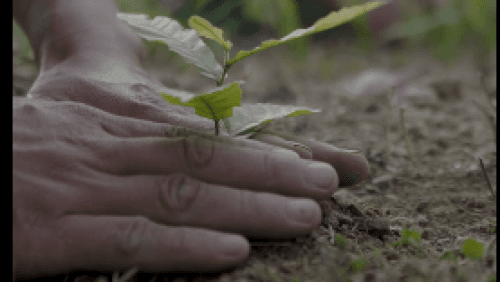 Can Nagaland Save it's Waters?
