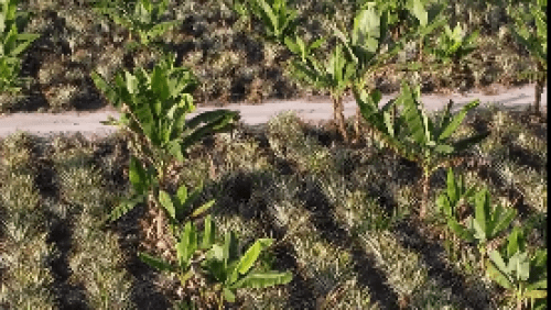 From Water Scarcity to Forest Restoration