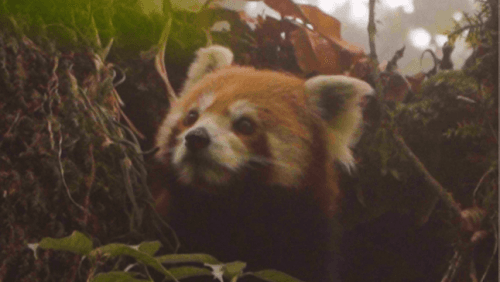 From Myths to Guardians | Saving the Red Panda’s Forest Home