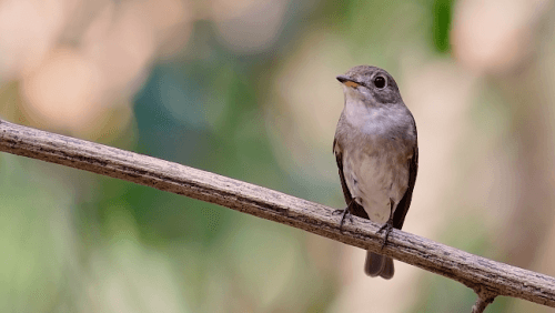 Restoring 50,000 Hectares: Protecting the Eastern Himalayas’ Living Legacy