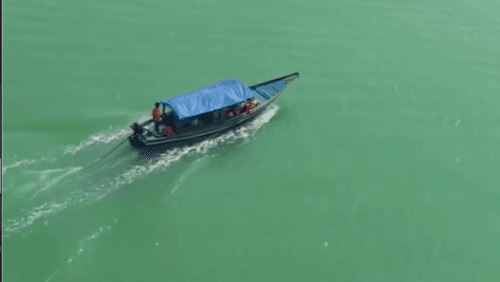 Chilika Buffaloes