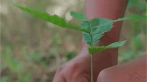 Rooted in Community: How Nagaland’s Sukhai Village Is Reviving Its Forests